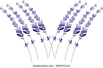 Beautiful natural lavender flower  illustration