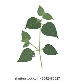 Beautiful natural leaf design inspired by tropical plants with refreshing green color.