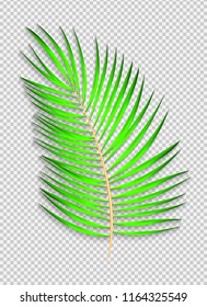 Beautiful naturalistic Palm Leaf on transparent Background. Vector Illustration. EPS10