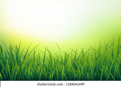 Beautiful nature background of fresh grass close-up. Green blades on blurred background. Vector illustration