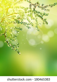 Beautiful Nature Bokeh. 