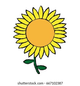 beautiful nature sunflower season botanical