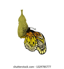Beautiful newly born butterfly sitting on it s cocoon. Insect with two pairs of wings. Flying creature. Flat vector icon