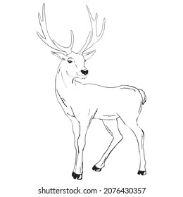 Beautiful noble deer are ruminant mammal in family  Side view  Vector monochrome freehand ink drawn background sketchy in art scribble style pen paper and space for text