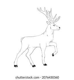 Beautiful noble deer are ruminant mammal in family  Side view  Vector monochrome freehand ink drawn background sketchy in art scribble style pen paper and space for text