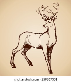 Beautiful noble proud sika deer are ruminant mammal in family Cervidae  Side view  Vector monochrome freehand ink drawn background sketchy in art scribble style pen paper and space for text