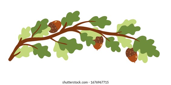 Hermosa rama de roble con hojas. Ilustración vectorial.