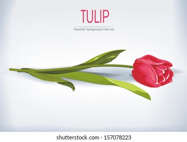 Beautiful One red tulip isolated