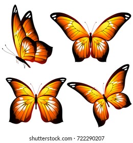 beautiful orange butterflies, isolated  on a white