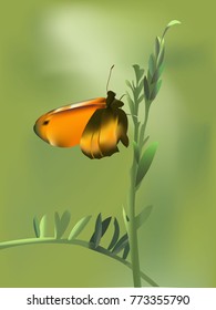 Beautiful orange butterfly sitting on a blade of grass. Blurred spring background. Vector realistic illustration.