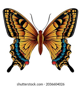 Hermosa mariposa naranja. Ilustración vectorial aislada en fondo blanco. 