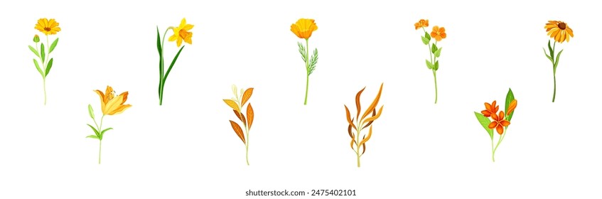 Beautiful Orange Flower and Blossom on Stem Vector Set