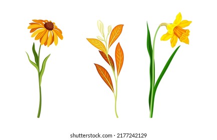 Beautiful Orange Flowers with Calendula and Narcissus Blossom on Stem Vector Set