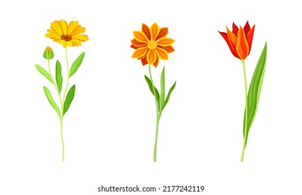 Beautiful Orange Flowers with Calendula and Tulip Blossom on Stem Vector Set