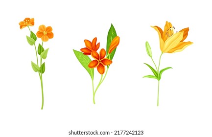 Beautiful Orange Flowers with Lily and Plumeria Blossom on Stem Vector Set