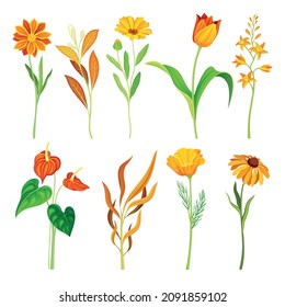 Beautiful orange flowers set. Escholzia, tulip, calendula, marigold plants, elegant floral design elements vector illustration