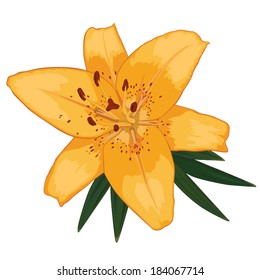 Beautiful orange lily flower isolated on white background. Vector Illustration 