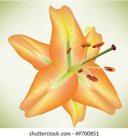 beautiful orange lily on soft background.