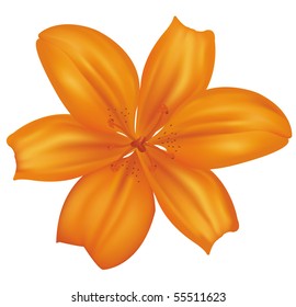 Beautiful orange lily. Vector.