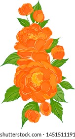 beautiful orange peonies flowers vector