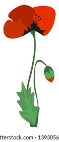 A beautiful orange poppy flower with a bud vector color drawing or illustration