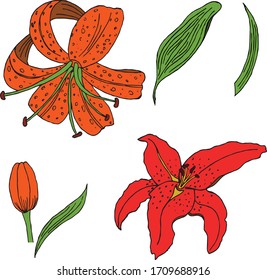 Beautiful orange and red vector lily flower and leaves set