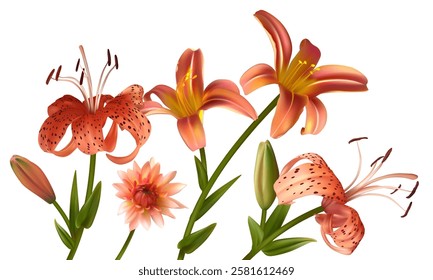 Beautiful orange and tiger lily flowers. Buds. Border. Isolated. Floral background. Bouquet. Green leaves. Set.