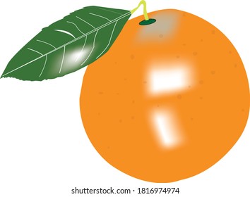 Beautiful orange vector illustration on white background