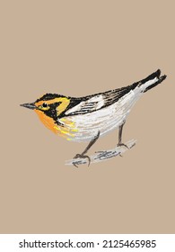 Beautiful orange-throated warbler, torch bird hand drawn in vector and isolated on a craft background. Imitation of a pencil color sketch in a realistic style,a page from a bird-watching sketchbook.