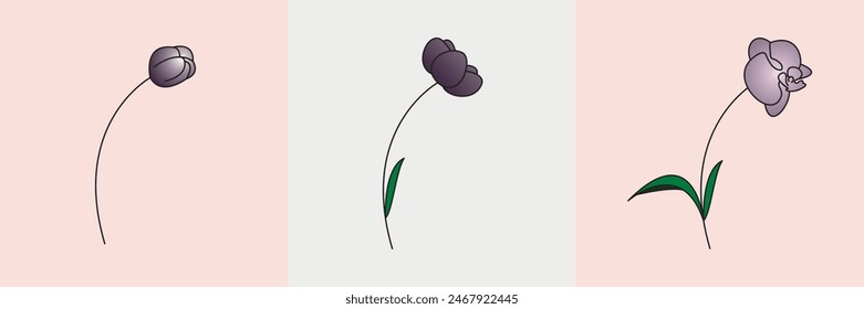 Beautiful Orchid Flower Growth Development. Vector Illustration