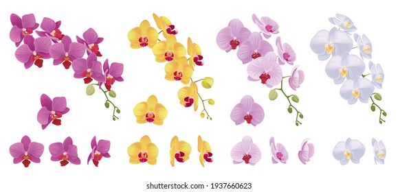 Beautiful of orchid flower template. Vector set of floral element for wedding invitations, greeting card, brochure, banners and fashion design.