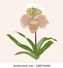 Beautiful Orchid flower.Hand drawn, illustration.