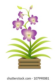 Beautiful orchid in a pot