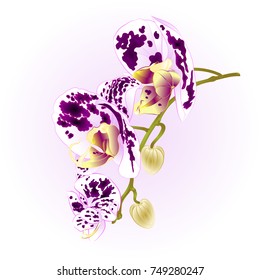 Beautiful  Orchid spotted white and purple stem with flowers and  buds closeup isolated vintage  vector editable illustration hand draw