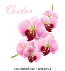 beautiful orchids flowers branch isolated on white background - vector