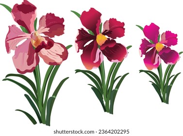 Hermosas orquídeas de tres colores diferentes