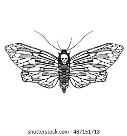 beautiful ornamental butterfly isolated on white, dead head moth with decorative ornamental wings, vector illustration