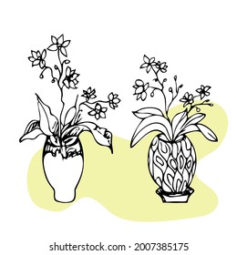 Beautiful ornamental plant for garden and home, tree and foliage in a pot isolated on a white background.