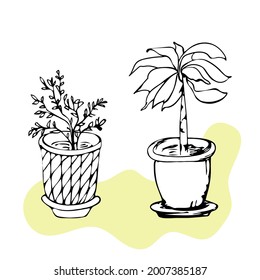 Beautiful ornamental plant for garden and home, tree and foliage in a pot isolated on a white background.