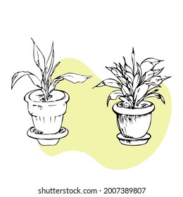 Beautiful ornamental plant for garden and home, tree and foliage in a pot isolated on a white background.