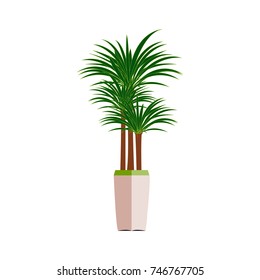 Beautiful ornamental plants for the garden and home. Green foliage in pots with gray, Isolated tree vector.