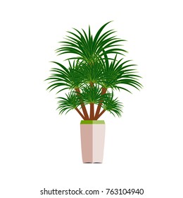 Beautiful ornamental plants for the garden and home , Green foliage in pots with gray , Isolated tree vector.