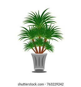 Beautiful ornamental plants for the garden and home , Green foliage in pots with gray , Isolated tree vector.
