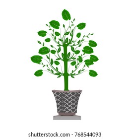 Beautiful ornamental plants for the garden and home , Green foliage in pots with gray , Isolated tree vector.