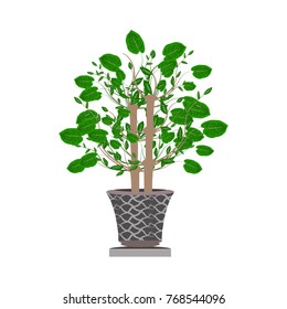 Beautiful ornamental plants for the garden and home , Green foliage in pots with gray , Isolated tree vector.