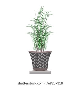 Beautiful ornamental plants for the garden and home , Green foliage in pots with gray , Isolated tree vector.