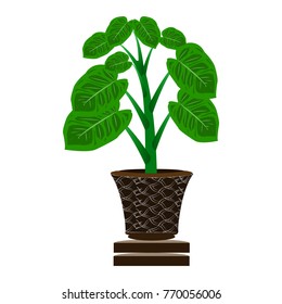 Beautiful ornamental plants for the garden and home , Green foliage in pots with gray , Isolated tree vector.