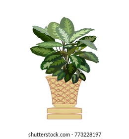 Beautiful ornamental plants for the garden and home , Green foliage in pots with brown , Isolated tree vector.