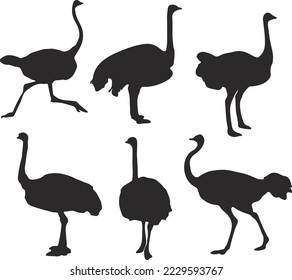 Beautiful Ostrich World's Biggest Birds
