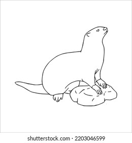 beautiful Otter line art images, Otter outline drawing,Otter vector art and Otter illustrations art coloring book pages